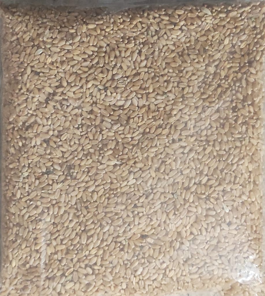 Wheat view 2