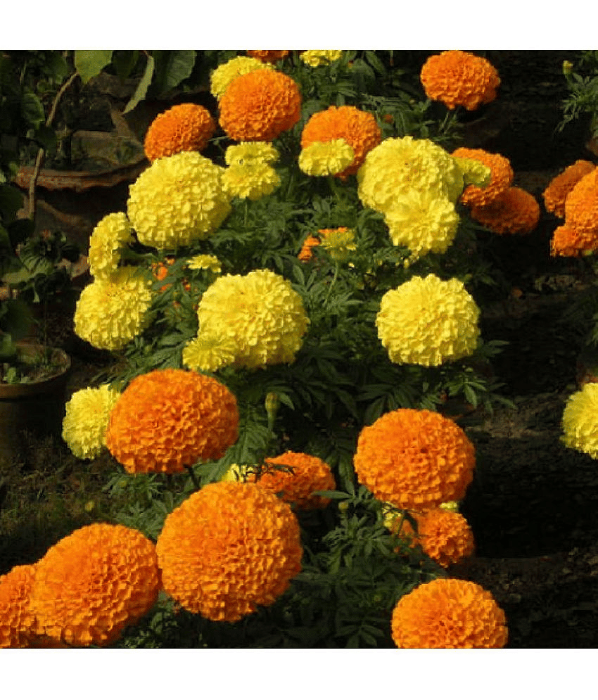 Flower Marigold MIX Seeds Pack Of 50 Seeds view 2
