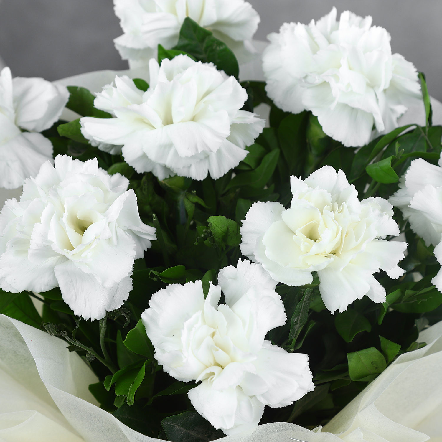 8 White Carnations Bouquet Small view 2