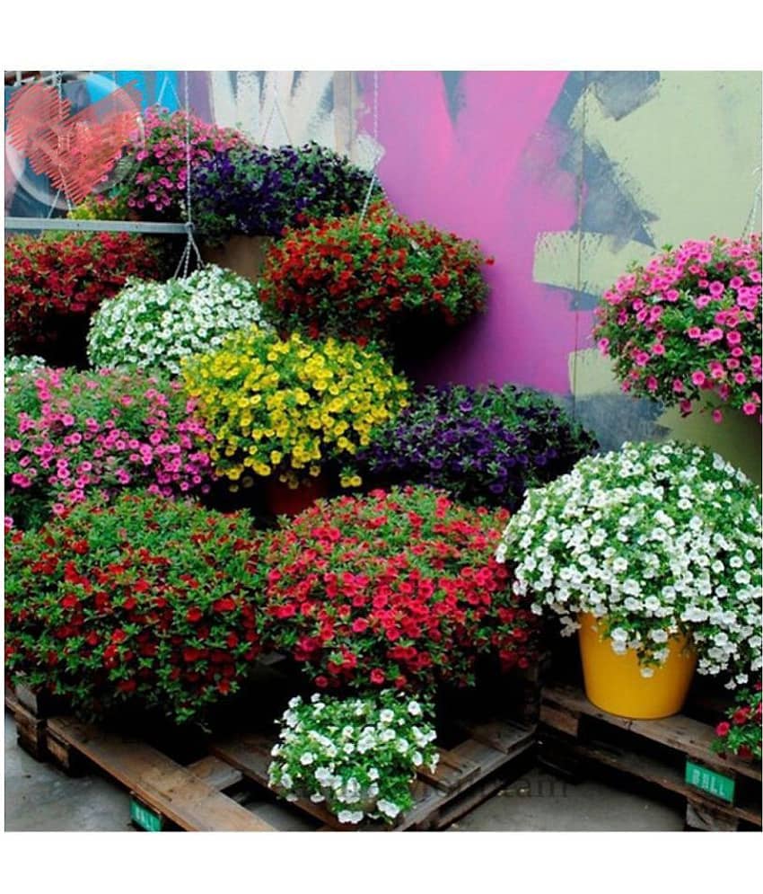 Flower Seeds : Petunia Best Pro Mix Flower Seeds Hybrid Flower Seeds For All Season Home Garden Plant Seeds Eco Pack Garden Plant Seeds By OhhSome view 2