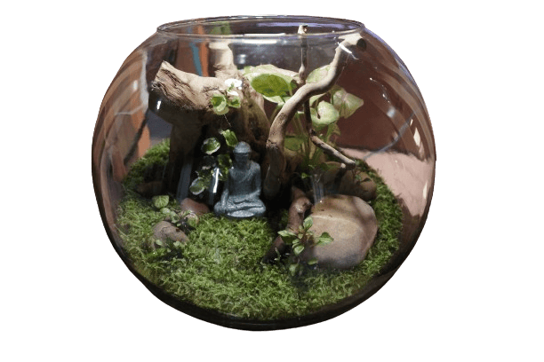 Buddha Dhyanam Terrarium view 2