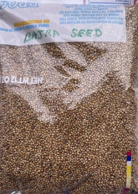 Bajra Seed (5 feet sitta) 1kg