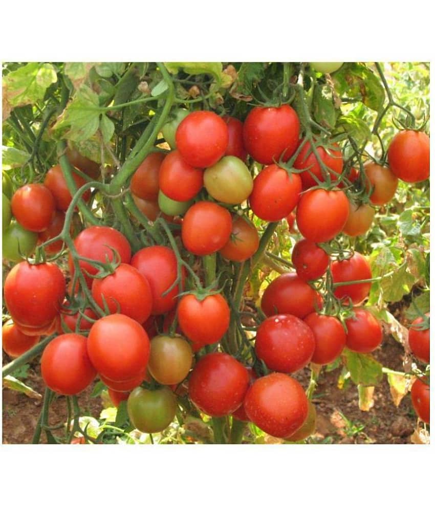 ARKA RAKSHAK F1 HYBRID TOMATO 100 SEEDS view 2