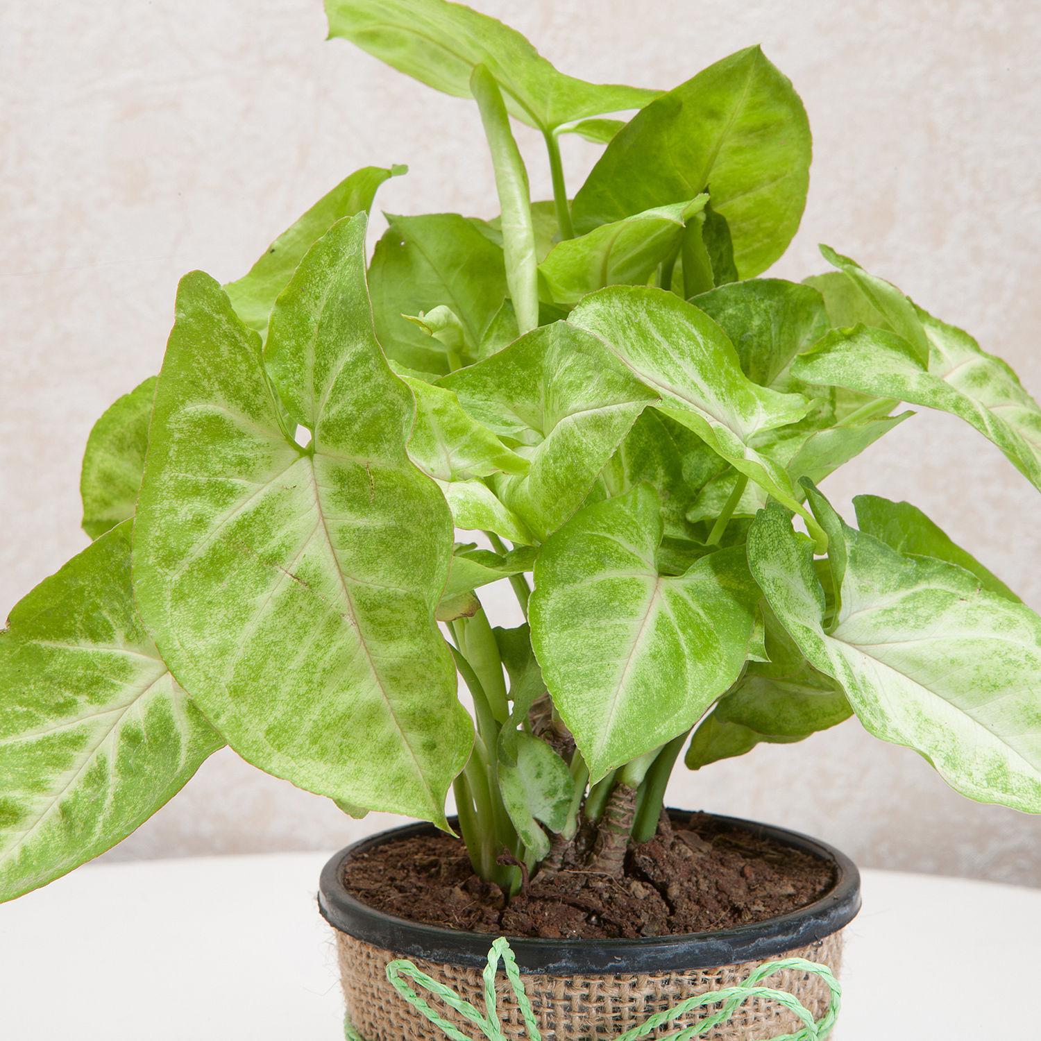Hue Of Green Syngonium Plants view 2