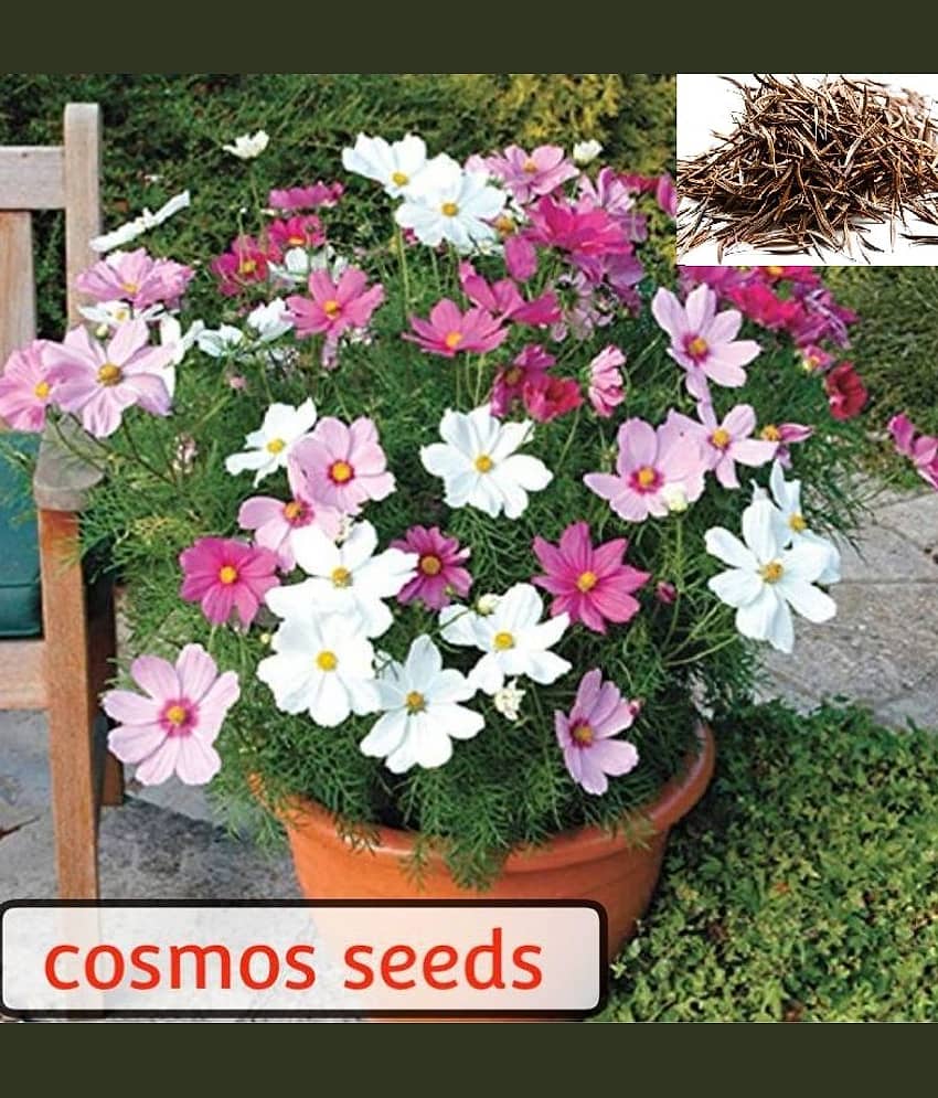Cosmos Mix Flower 20 Seeds Per Packet view 2