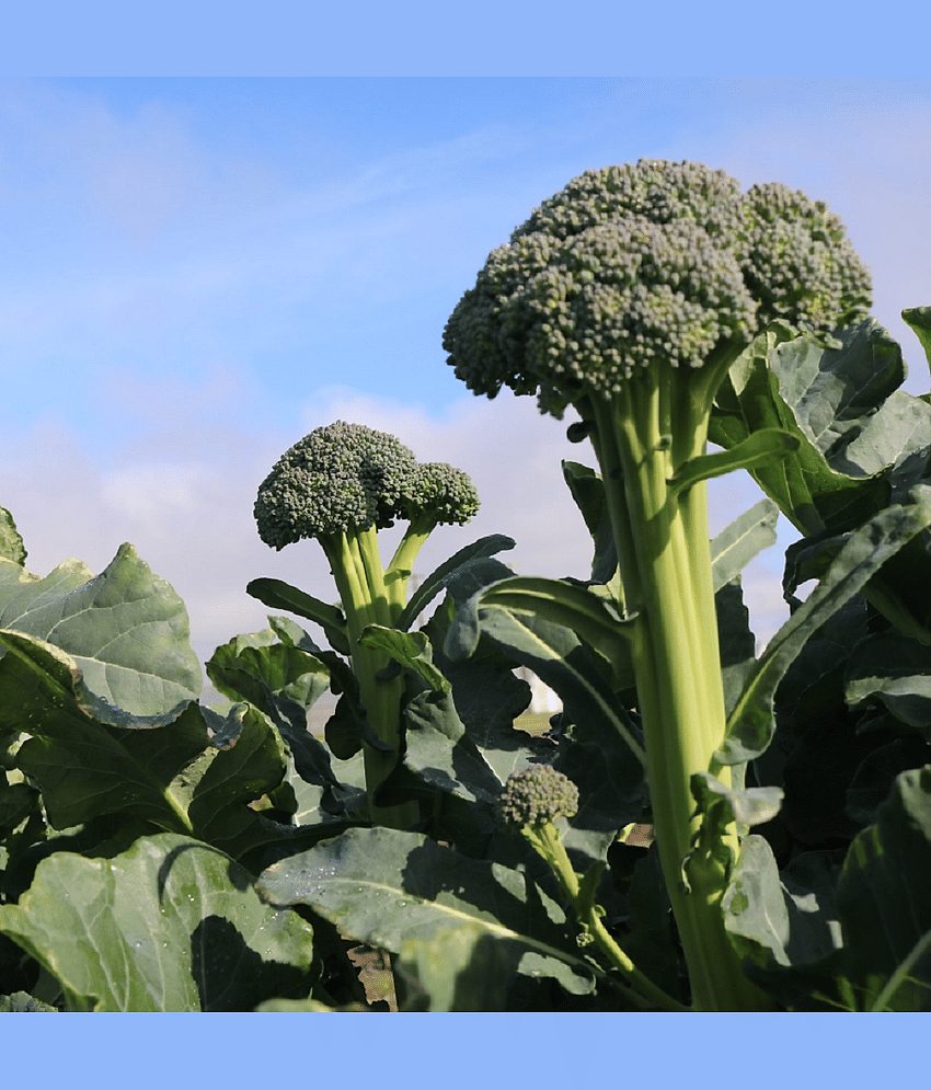 Exotic Green Broccoli (Hari Phool Gobhi Ke Beej) Vegetable Seeds Pack Of 100 | Organic | for Planting in Home Kitchen Terrace Balcony Gardening view 2