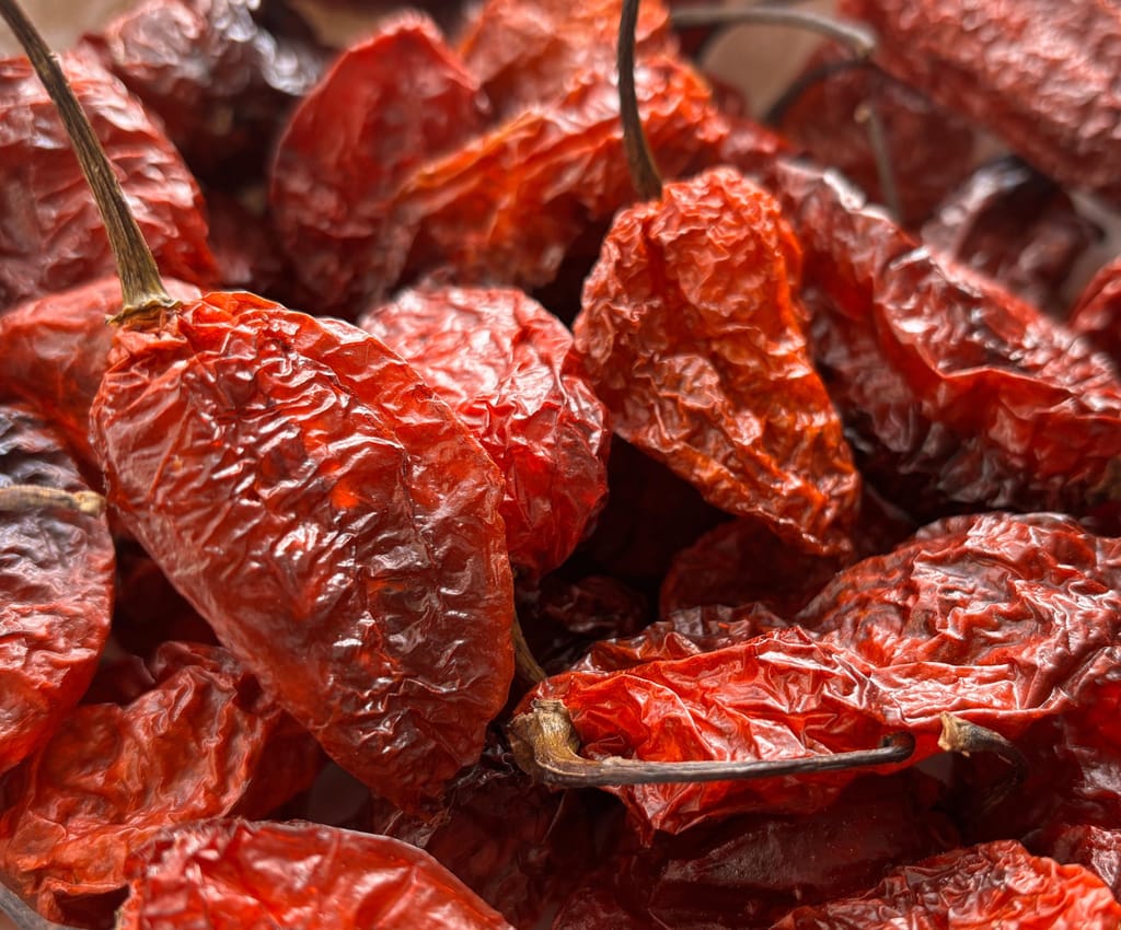 King Chilli (Bhut Jolokia) view 2