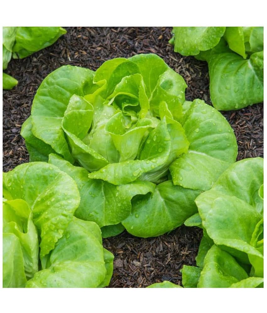 Lettuce Green (Salad Patta) English Vegetables Seeds - Pack of 100 Seeds view 2