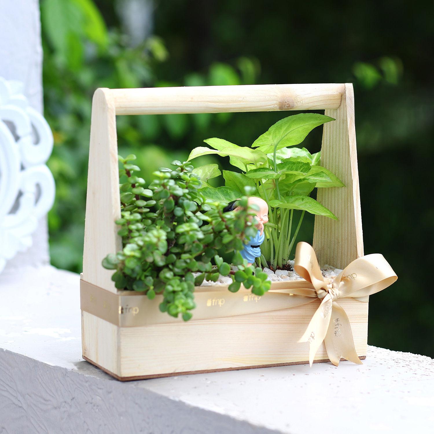 Syngonium And Jade Handle Basket Terrarium view 2
