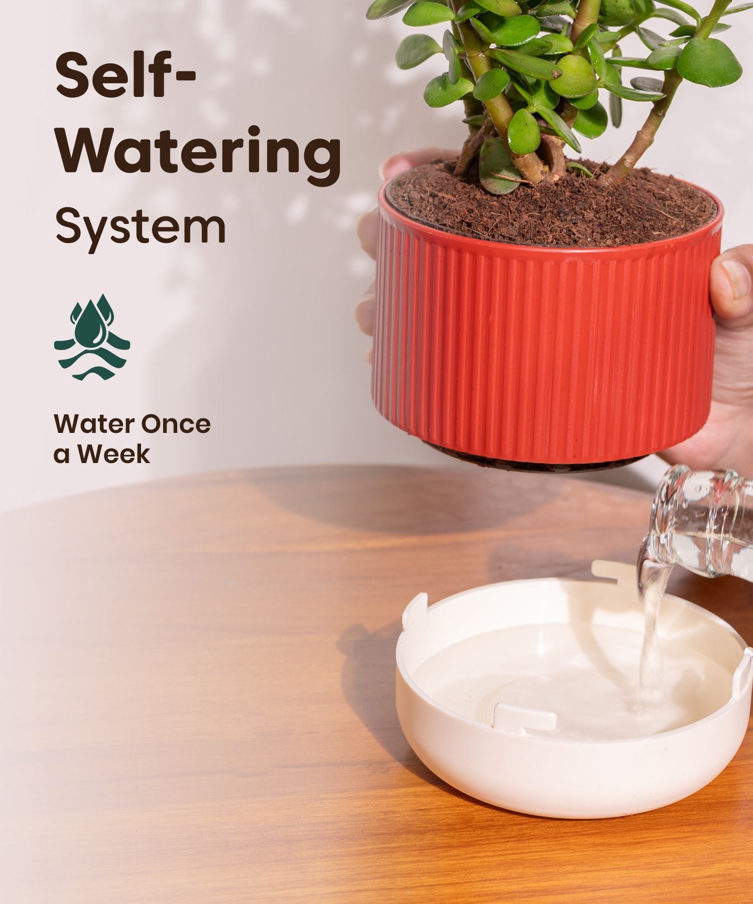 Song Of India Plant With Mylo Self Watering Pot view 2