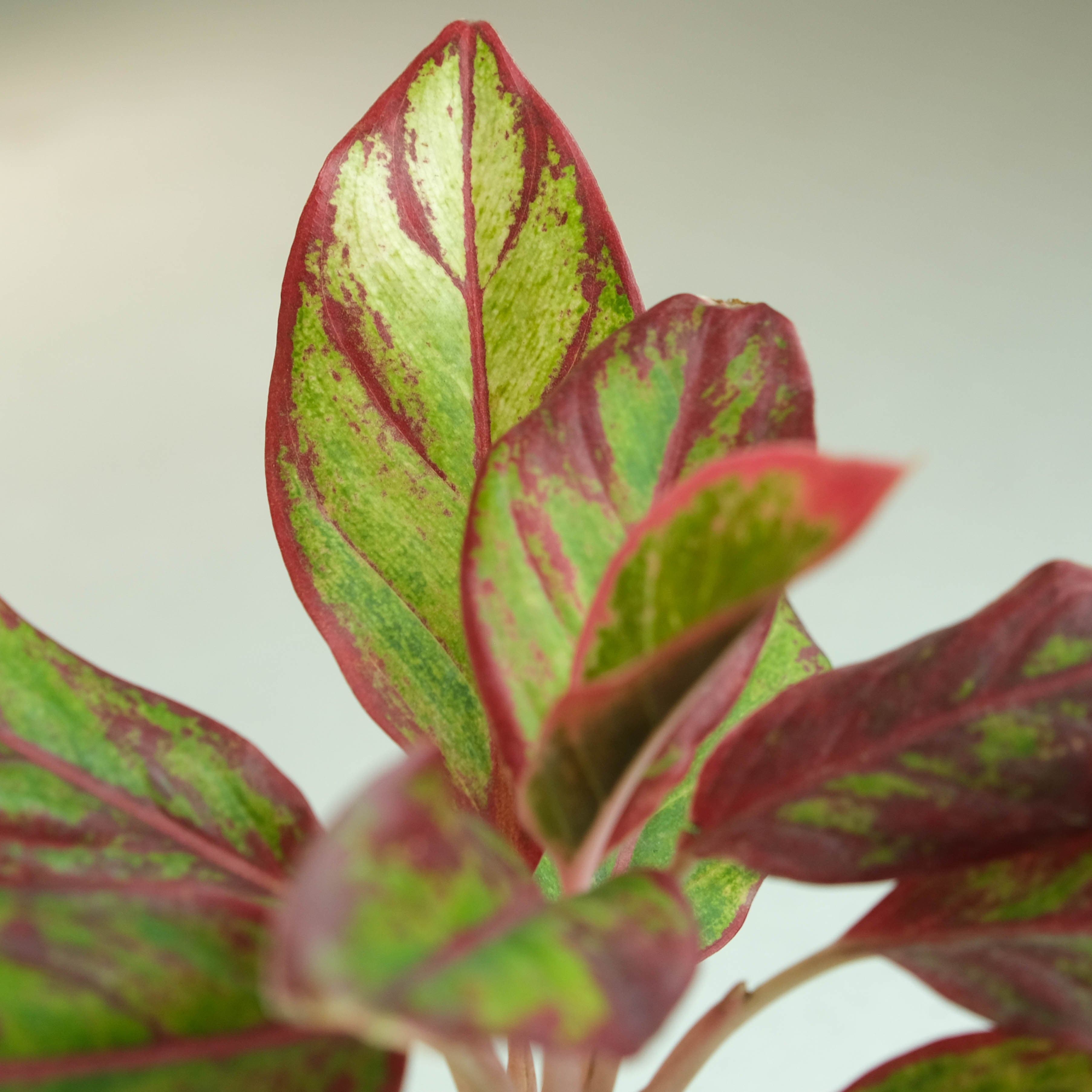Rooted Aglaonema Plant - Red Lipstick view 2