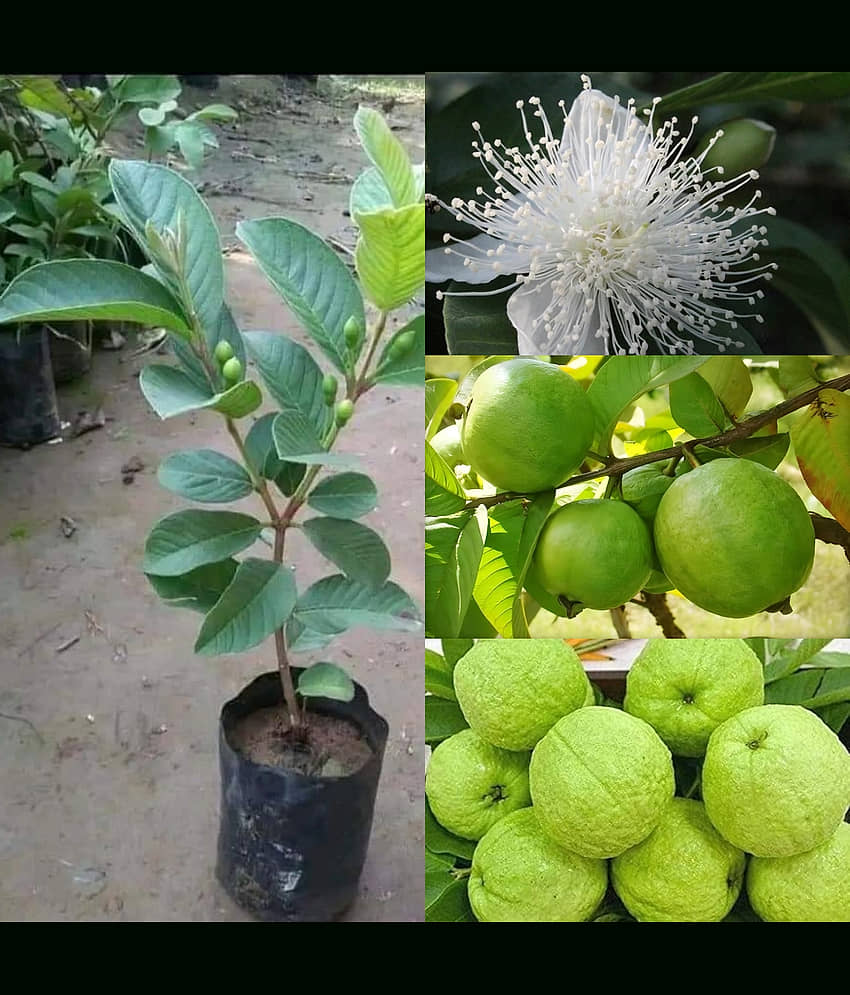 Cloud Farm Outdoor Guava Fruit Plant Pack of 1