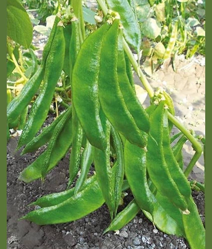 Lablab Seeds F1 Hybrid Creeper Seeds Beans (Pack of 30 Seeds) view 2