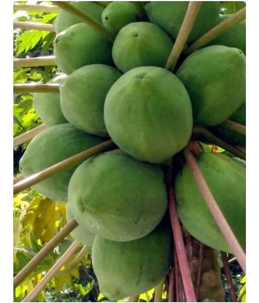organic Desi Papaya Fruit Seeds 50 Seeds view 2