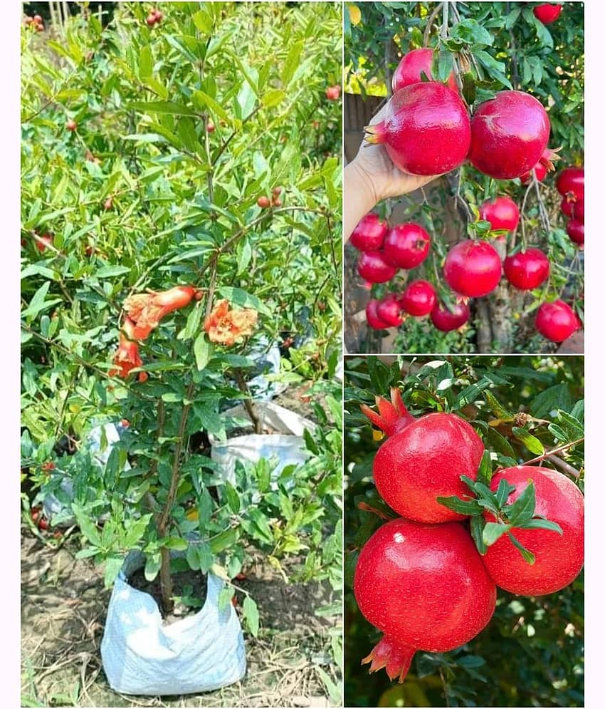 Cloud Farm Outdoor Fruit Plant ( Pack of 1 ) view 2