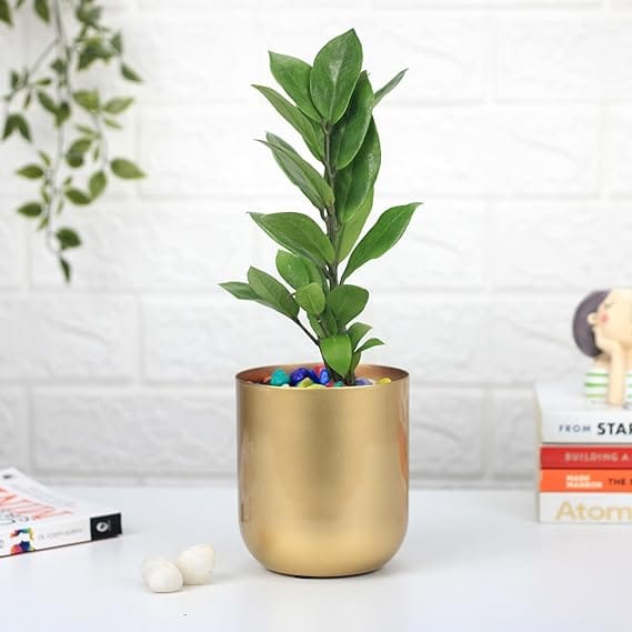 HomeStyle India Indoor planter Plant Gold Finish Planter for Living Room Table Decor | Decorative Modern Indoor Planter | Ideal for Gifting | Small Size 5 Inch view 2