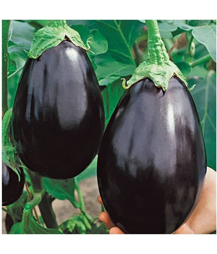 Round Brinjal (Bengan) Hybrid Seeds - Pack of 50 Seeds view 2