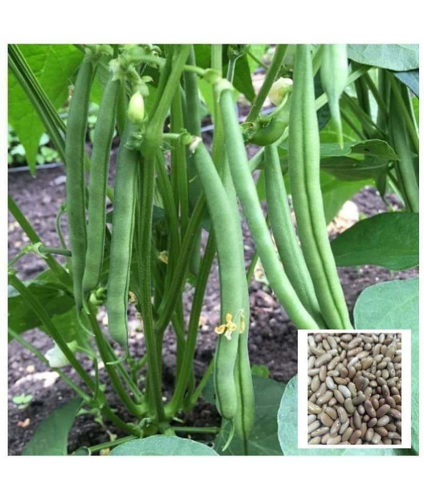 STOREFLIX French Beans Seeds (pack of 25) WITH MANUAL view 2