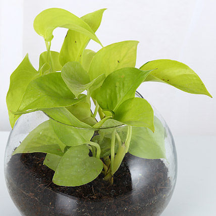 Golden Money Plant In Glass Vase view 2