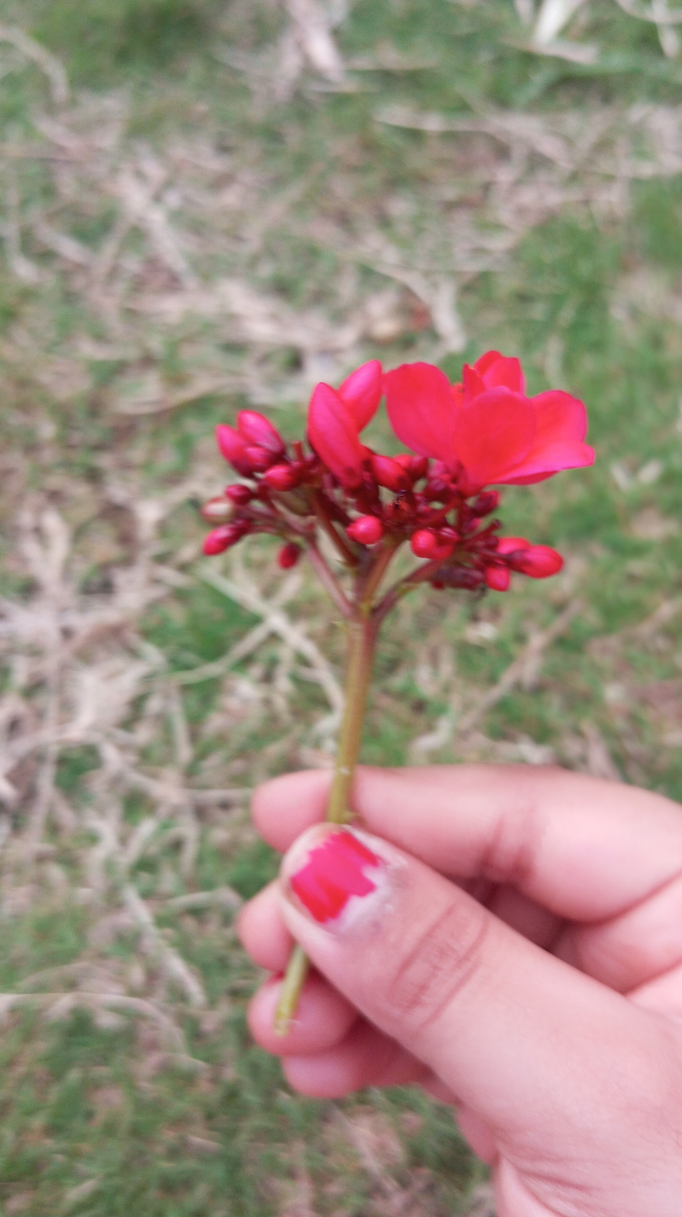 Mahotsav phenyl Rose view 2