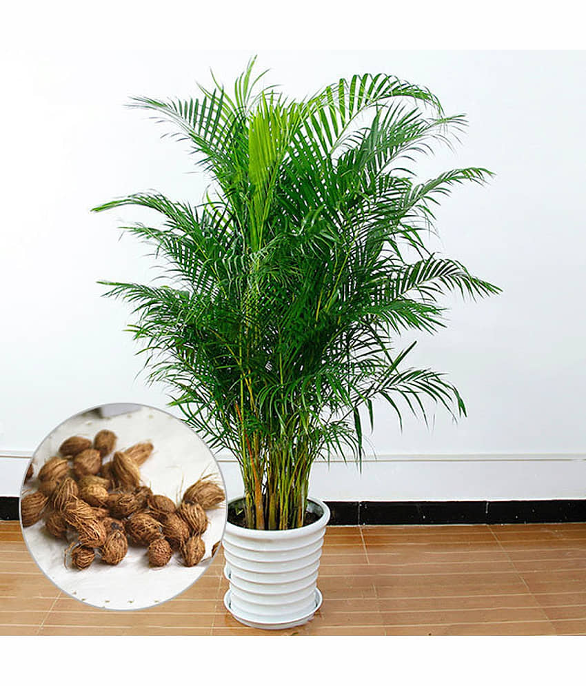 homeagro - Areca palm Plant ( 5 Seeds ) view 2