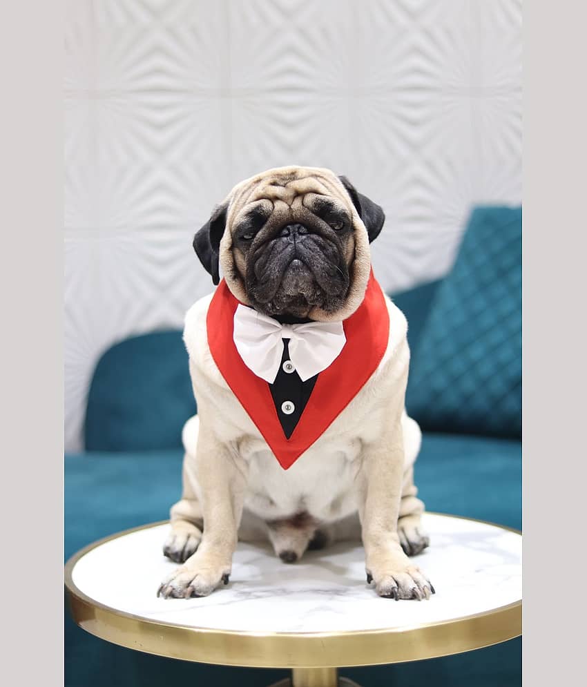 Baeship Studio Red Cotton Dog Extra-Large Bandana