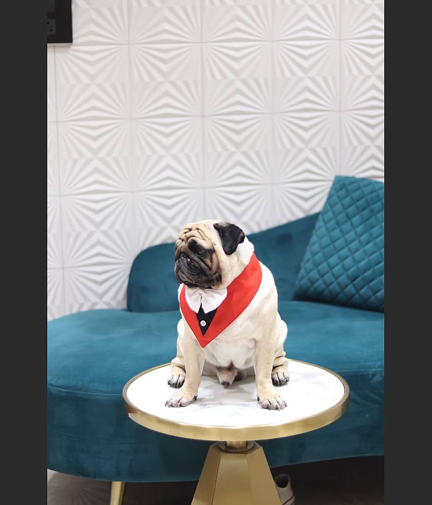 Baeship Studio Red Cotton Dog Extra-Large Bandana view 2