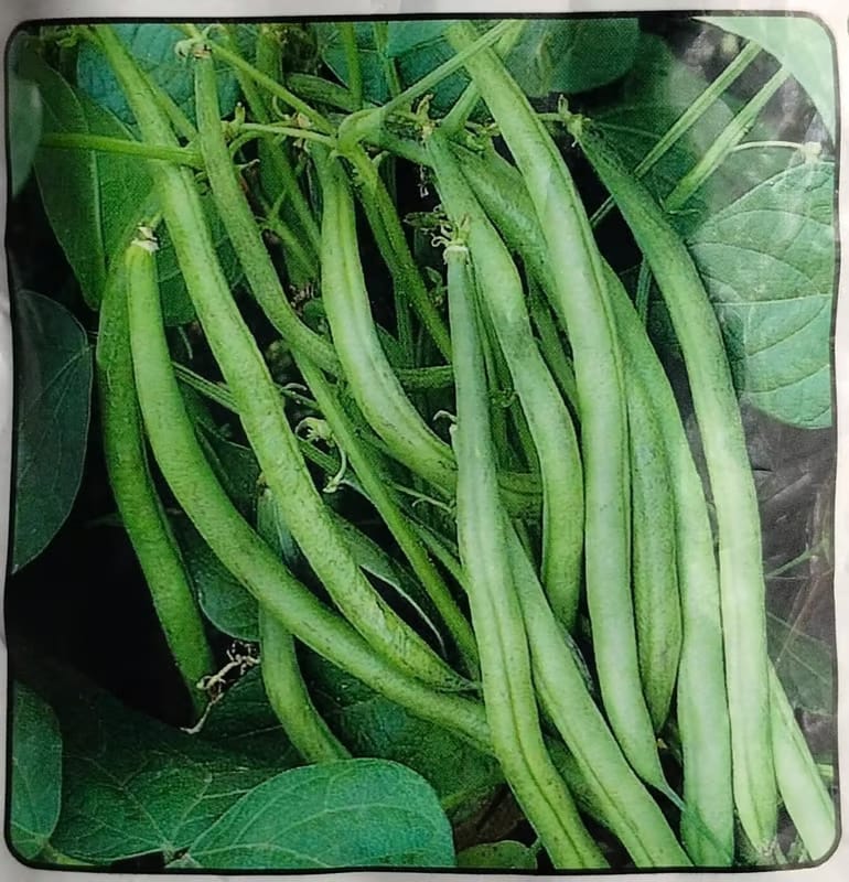NSC French Bean/Arka Komal 250 gm