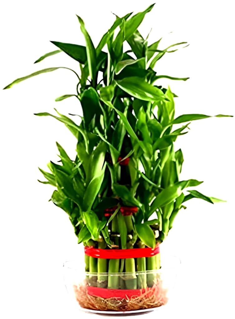 Lucky Bamboo Tree and Rakhi view 2