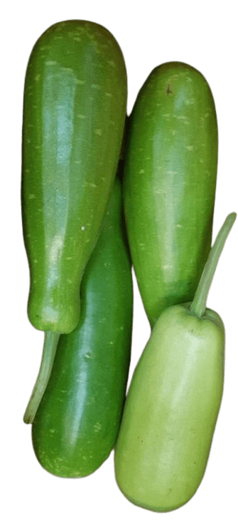 Fresh Organic Bottle Gourd (Lauki) - 1 pcs view 2