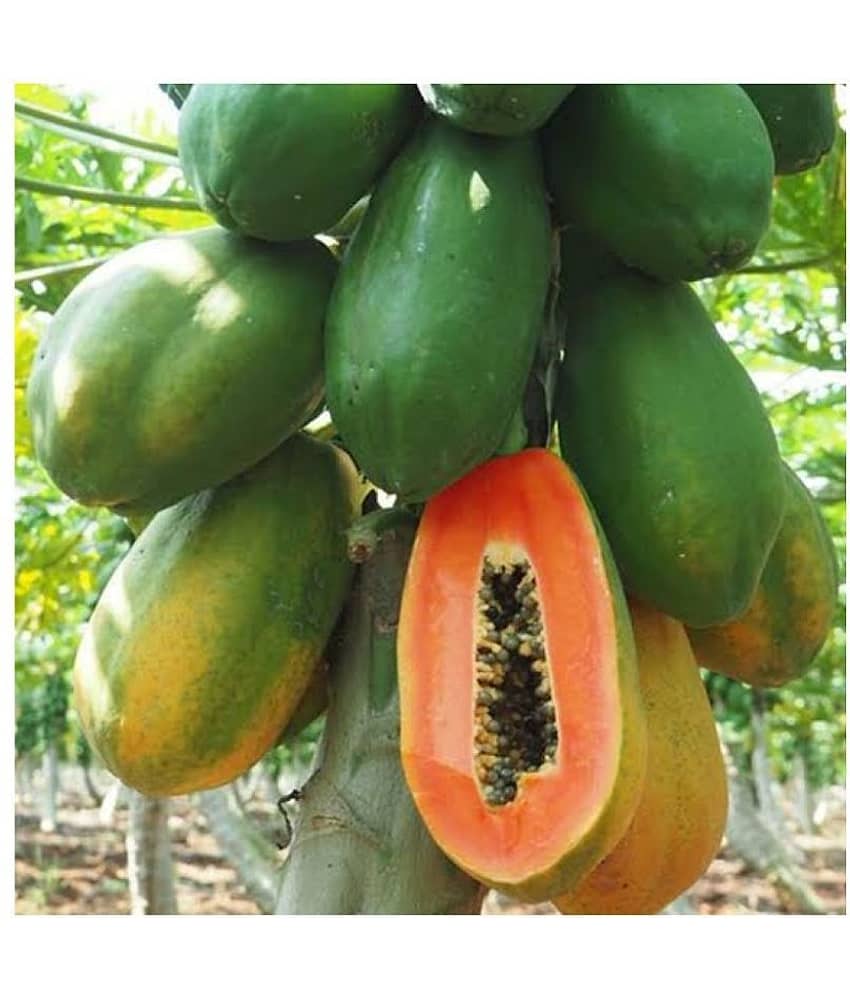 Papaya Seeds thai big red Variety Dwarf Fruit | Pack of 50 seeds view 2