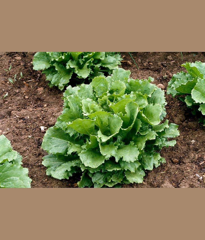 Recron Seeds Lettuce Vegetable ( 100 Seeds ) view 2