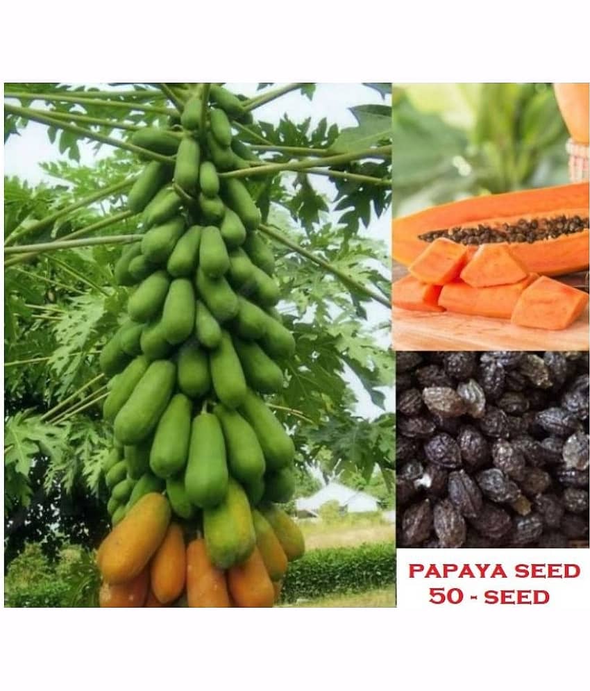 Papaya, Papita Honey Dew Fruit | Pack of 50 Seeds - WITH MANUAL view 2