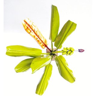 handucraft banana tree view 2