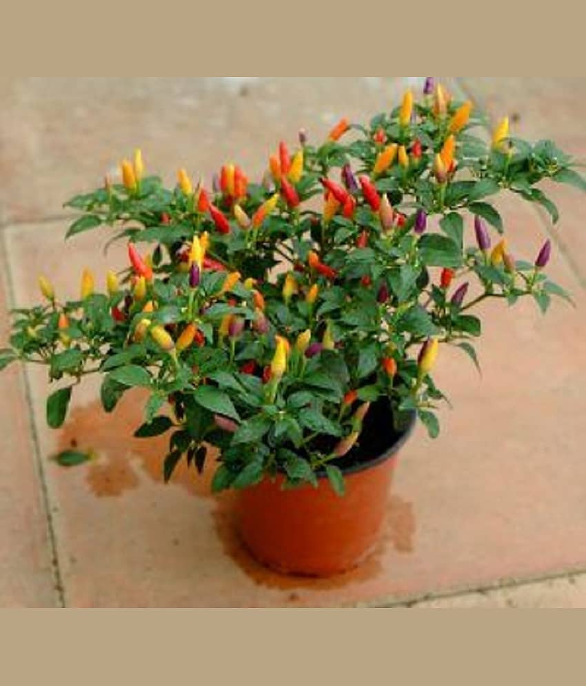 50+ Thai Hot Chili Pepper Seeds Grown Capsicum frutescens VAR pod Pepper hot Pepper view 2