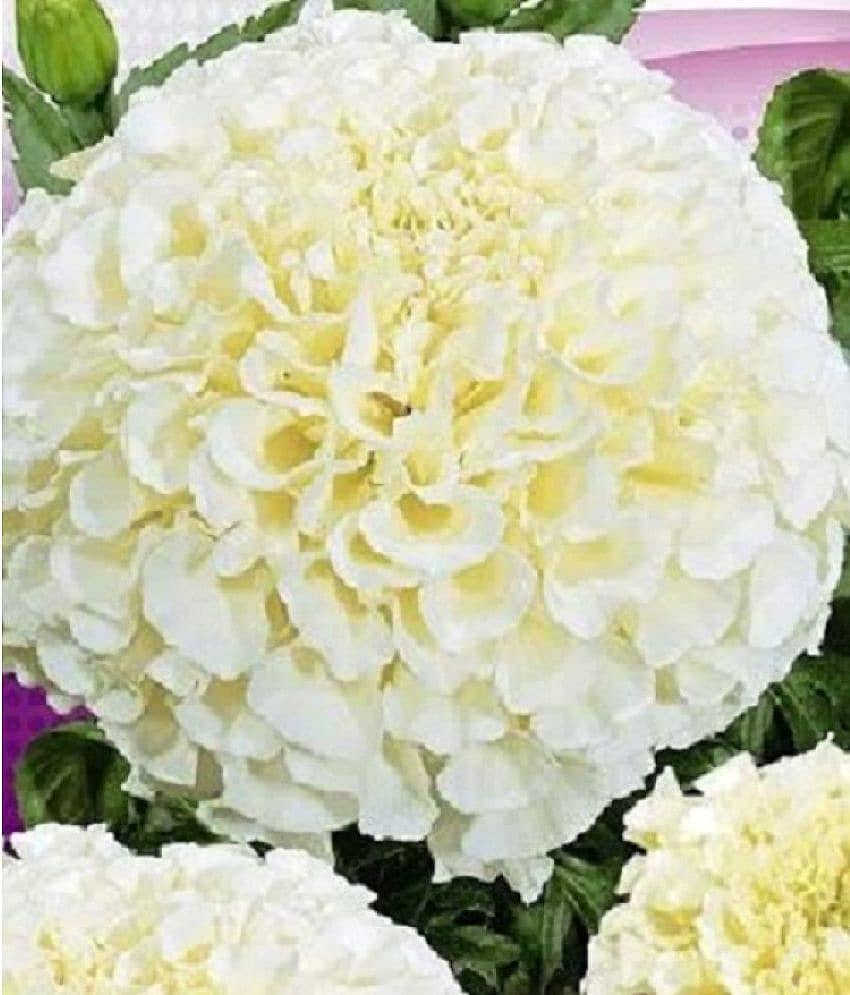 Bijilee F-2 Vanilla White - Flower Seeds Pack Of 30 Seeds view 2