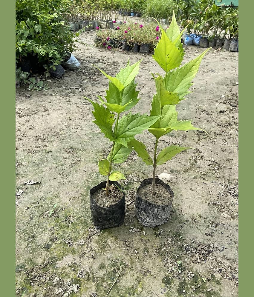 Cloud Farm Outdoor Flower Plant ( Pack of 2 ) view 2