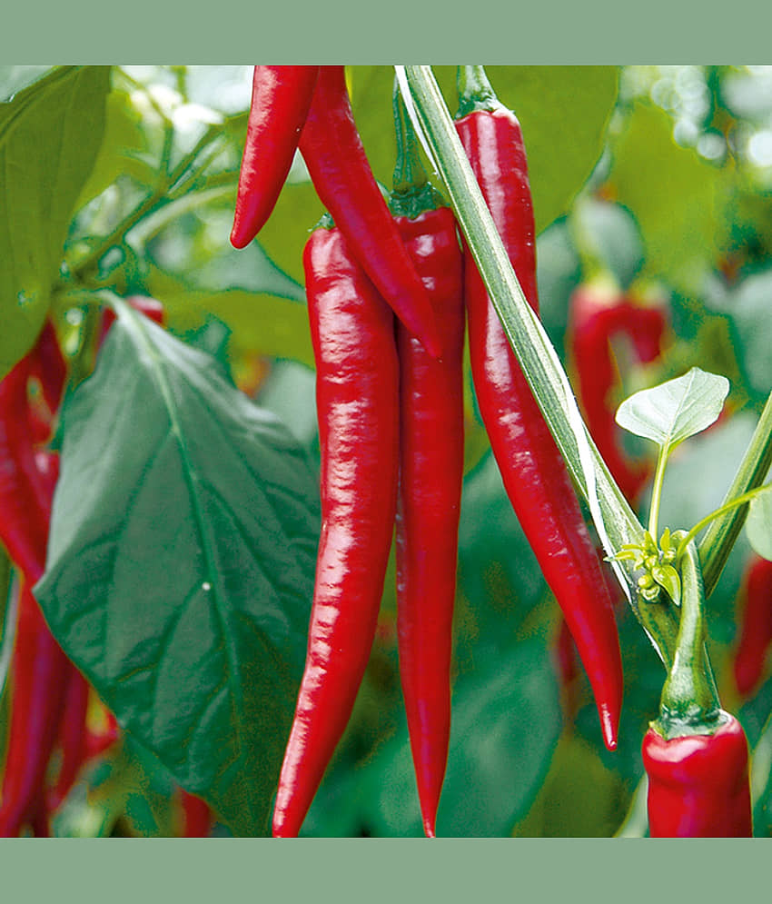 Hybrid Green Chilli Seeds (Pack of 50 Seeds) view 2