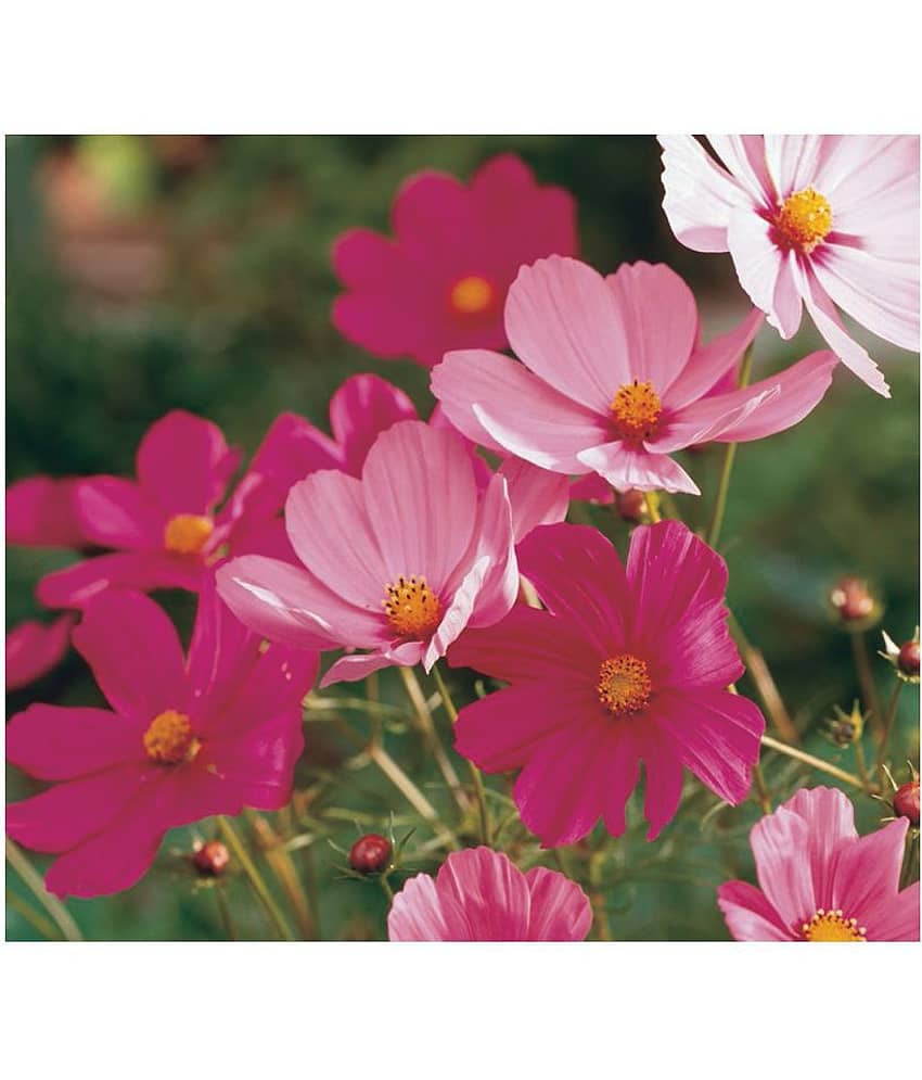 cosmos flower" Purple Red-White" flower Seeds | Pack of 20 Seeds view 2