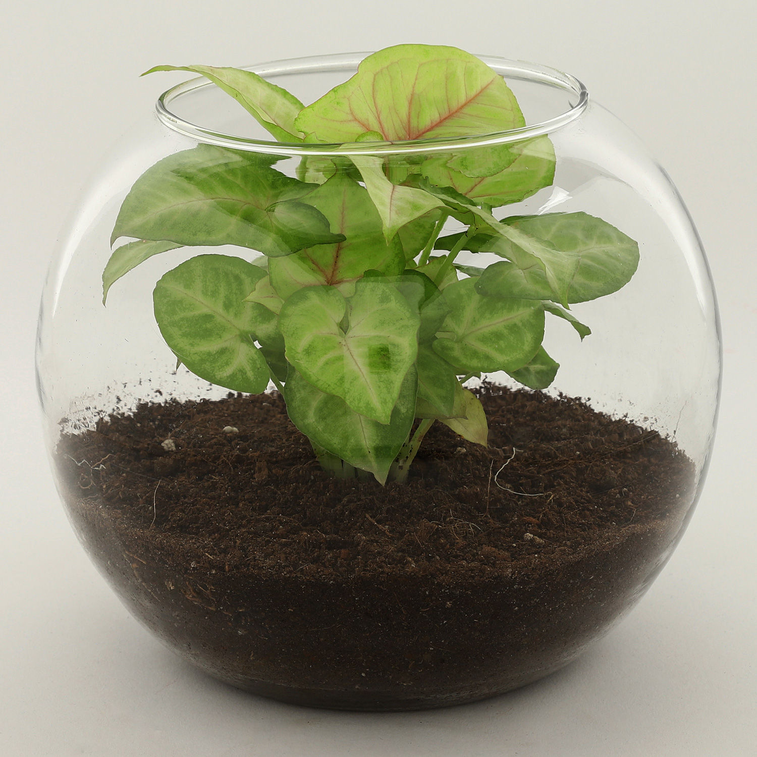 Golden Syngonium Plant In Glass Vase view 2