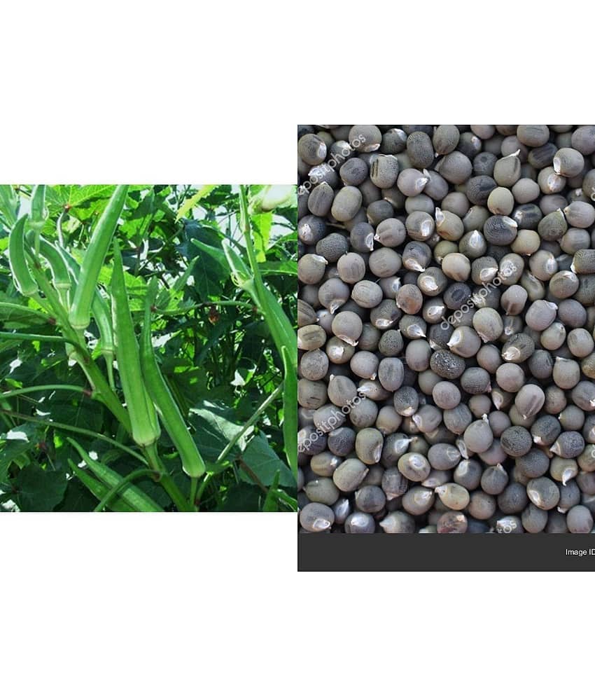 Lady Finger or Bhindi Hybrid ( 25 Seeds) for Terrace Kitchen Balcony Gardening