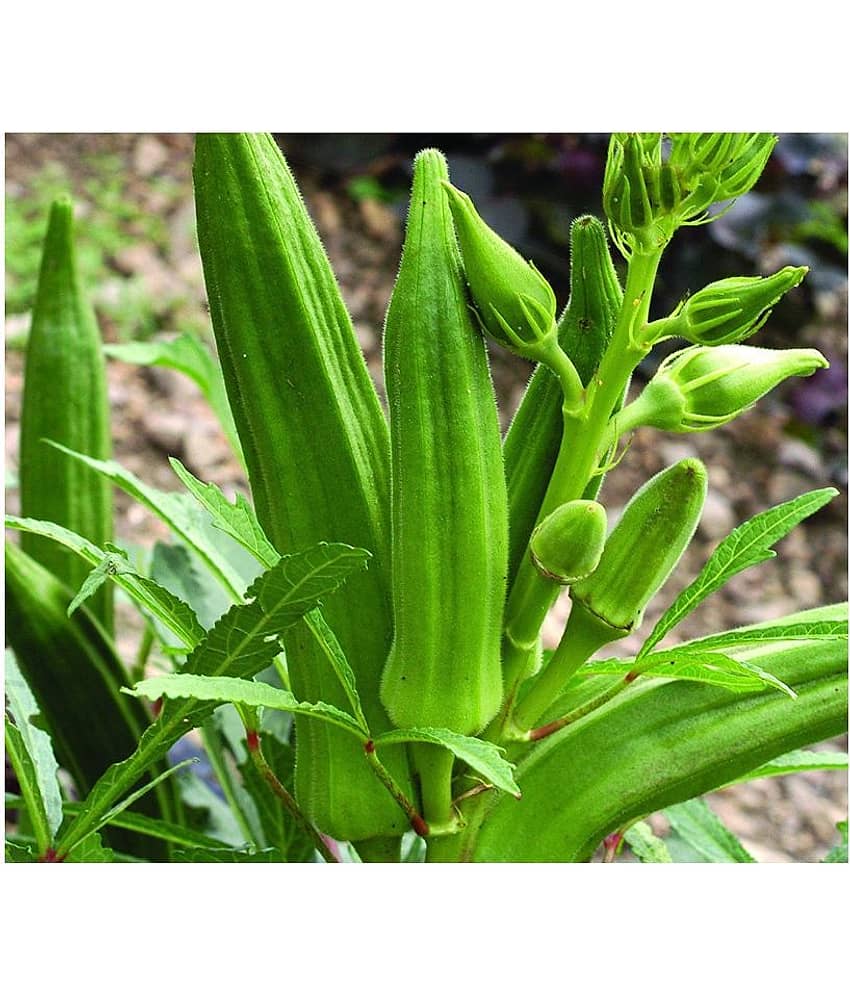 Lady Finger or Bhindi Hybrid ( 25 Seeds) for Terrace Kitchen Balcony Gardening view 2