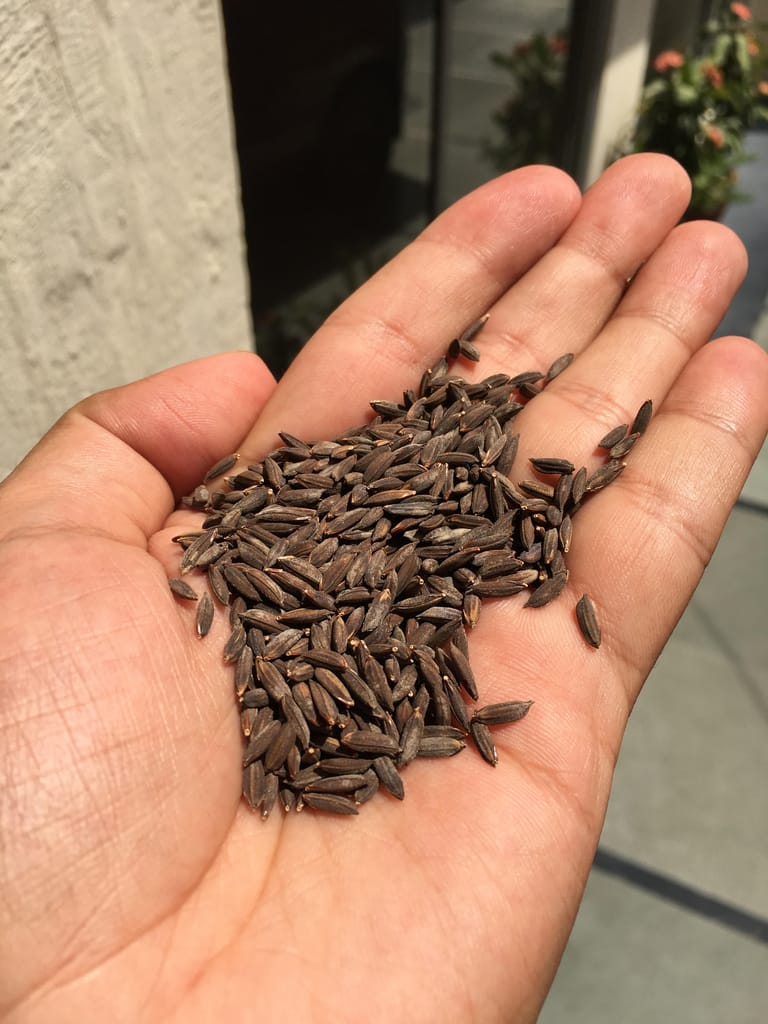 Black rice view 2