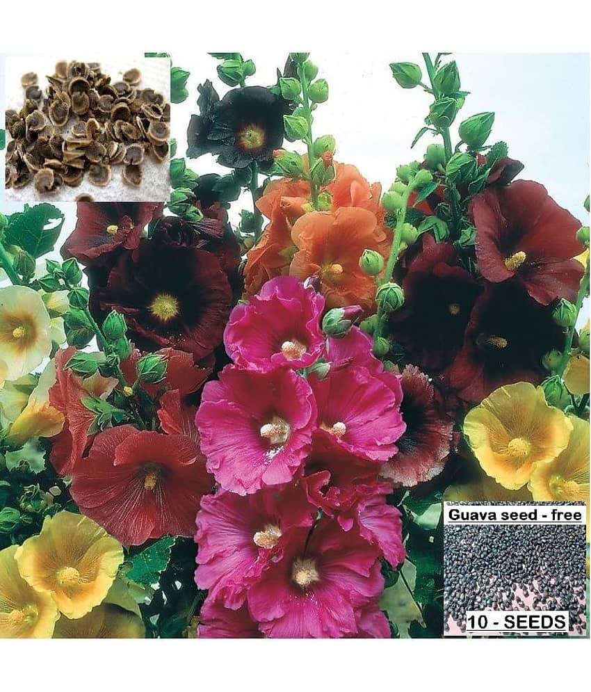 homeagro - HollyHock Flower Seeds (Pack of 50) view 2