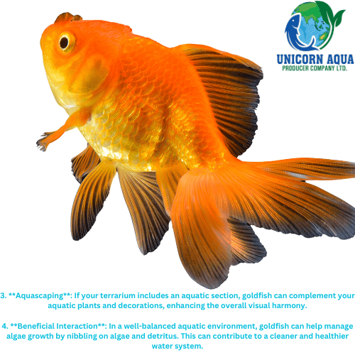 Ryukin Goldfish view 2