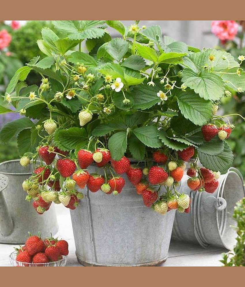 Strawberry Alpine Fragaria Variety seed ( 20 Seeds) view 2