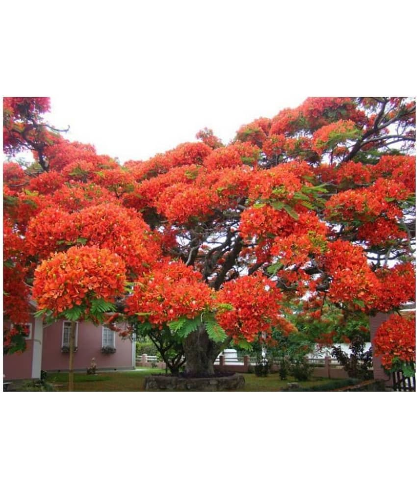 Delonix regia, Gulmohar, Flamboyant, Flame of the forest, Royal Poinciana Flowering Tree Seeds - Pack of 5 Seeds view 2