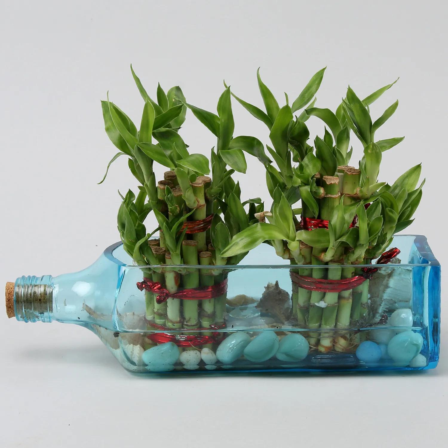 Double Lucky Bamboo In Bombay Sapphire Bottle Planter view 2