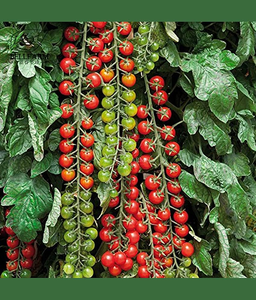 Hybrid Tomato Seeds Cherry Heirloom Tomatoes | Pack of 50 view 2
