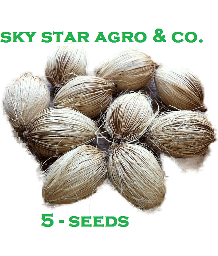 Areca Palm Air Purification Indoor Tree Seeds - PACK Of 5 view 2